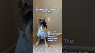 Herbs For Respiratory Health  Cat amp Dog [upl. by Dion784]