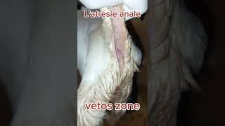 latrésie anale vétérinaire animaux pathologies chevre chirurgievetoszone [upl. by Aenej571]