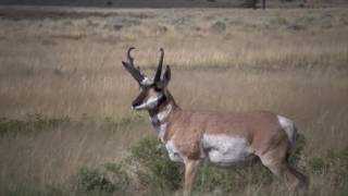 Eastmans Hunting TV  Bowhunting Wyoming Antelope  Outdoor Channel [upl. by Annaoy706]