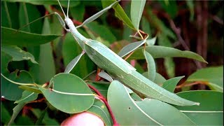 Phasmid  Giant Stick Insect  Leaf Insect  Tropidoderus childrenii [upl. by Alleira]