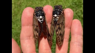 アブラゼミ♂♀ 2024年07月23日  Catching A Male And A Female Aburazemi Large Brown Cicadas July 23 2024 [upl. by Ahseekal246]