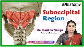 Anatomy of the suboccipital region  Suboccipital triangle Suboccipital muscles [upl. by Ainna163]