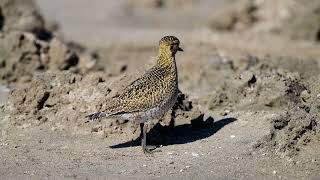 Altın yağmurcun » European Golden Plover » Pluvialis apricaria [upl. by Ynattir]