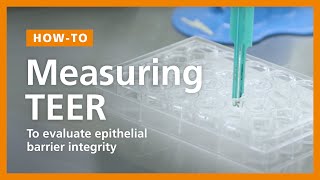 How to Perform a TEER Measurement to Evaluate Epithelial Barrier Integrity in ALI Cultures [upl. by Penelopa]