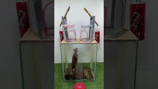 The mouse kiling Tarap trap home shortsvideo life facts [upl. by Guevara492]