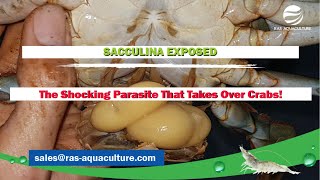 SACCULINA EXPOSED The Shocking Parasite That Takes Over Crabs [upl. by Saxon]