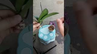 How amazing to grow orchids propagate plant fast and easy 4488 [upl. by Tatiania668]