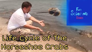 Life Cycle of the Horseshoe Crab [upl. by Olnton]