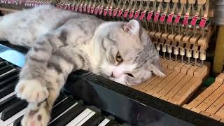 30 MINUTES Piano woogie boogie massages for meow [upl. by Aryc]