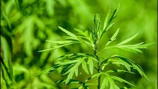 فوائد الشيح  Benefits of wormwood  فوائد عشبة الشيح [upl. by Airdnaxela859]