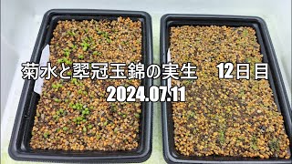 菊水と翆冠玉錦の実生 12日目 2024 07 11 [upl. by Meyers]