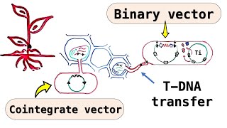 Plant cloning vectors  Disarmed Ti plasmid Cointegrate vectors Binary vectors  T DNA transfer [upl. by Shir]