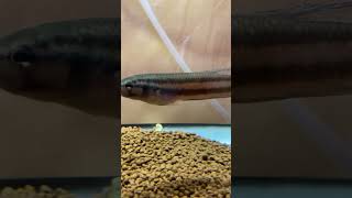 Betta macrostoma マクロストマ 産卵直前 [upl. by Iroj]