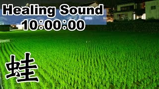 【癒しの音 10時間】 田舎暮らし 田んぼのカエル大合唱：カエル 鳴き声 [upl. by Aninep]