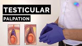 Testicular Palpation Technique  How to Examine Testicles  OSCE Guide  UKMLA  CPSA [upl. by Llecrup]