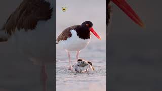 The American oystercatcher occasionally called the American pied naturalbeauty birds bird cute [upl. by Aitnahc332]