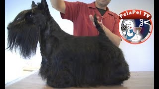 PELUQUERÍA CANINA SCOTTISH TERRIER  HAND STRIPPING REALIZADO POR ALEJANDRO FRONTERA [upl. by Sumner]