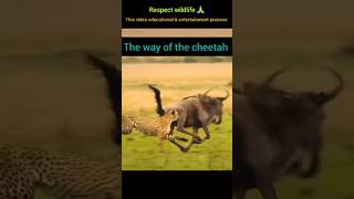 Cheetah takedown a Wildbeest  The way of the cheetah viralvideo wildlife viral viralmoment [upl. by Putscher]