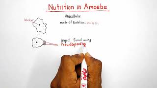 Nutrition in amoeba  chapter Life processes  class 10 [upl. by Forras]