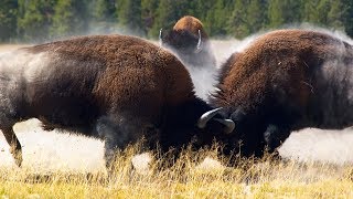 Combat de bisons impressionnant  ZAPPING SAUVAGE [upl. by Ietta]