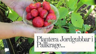 Plantera Jordgubbar i Pallkrage [upl. by Dryden]