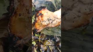 NAG IHAW AKO NG MANOK NA BINALOT SA DAHON NG SAGING BUKID BUKID IS LIFE [upl. by Ydahs656]