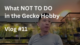 What NOT TO DO in the Gecko Hobby  Vlog 11 of Zeros Geckos [upl. by Ardnikat]