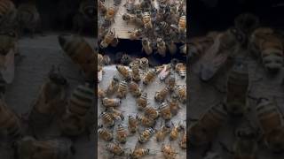 What are bees doing during Bearding beelife beelover [upl. by Rutan290]