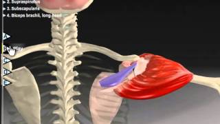 Shoulder Abduction Muscle Motion Kinesiology amp Anatomy [upl. by Erihppas]