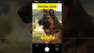 MindBlowing German Shepherd Intelligence Emotional sensor Fact shorts [upl. by Galven]