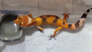 Actualización de nuestros bebés Geckos y hablamos de Animalia [upl. by Kiryt282]