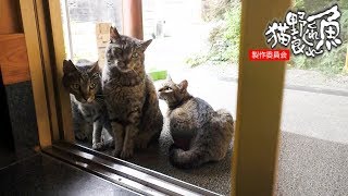 【地域猫】ニャルソック綜合警備保障が昼の暑い時にどこにいるか謎である。【魚くれくれ野良猫製作委員会】 [upl. by Anitak]