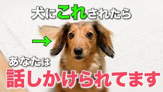 【完全版】犬がこの仕草をしたら、あなたに話しかけています。 [upl. by Borries]