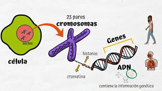 ADN Cromosomas y Genes [upl. by Adnoval5]