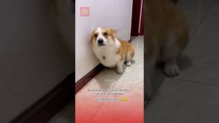 Lu đi hẹn hò và cái kết 😂😂 pets thucung funny dongvat viralvideo cute giaitri haihuoc dog [upl. by Bezanson]