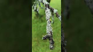 Lichen on crabapple tree branches asmr lichen tree crabapple nature calm relaxing peace [upl. by Marmawke792]