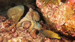 Octopus mating ritual in the Maldives [upl. by Amirak]