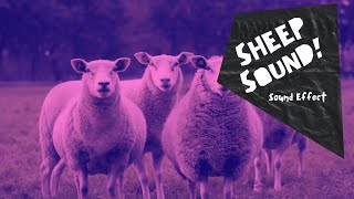 Sheep Baaing  sound effect  no copyright HQ [upl. by Eltsyrc]