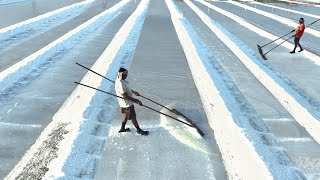 Awesome Way They Process Tons of Sea Salt in Open Air Field [upl. by Hcahsem949]