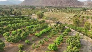 Plantations International Ratchaburi Mangoes [upl. by Mariquilla]