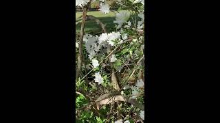 Butterfly on Azalea Bush [upl. by Annayar]