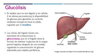 La Glucólisis [upl. by Esoryram424]