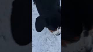 Thor the dog Entlebucher Sennenhund First snow in Urals [upl. by Agnimod932]