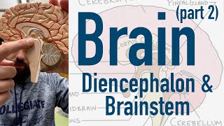 Brain Diencephalon and Brainstem [upl. by Mireille250]