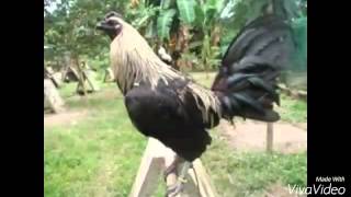 Top Strong Gamefowl Breeds [upl. by Tema519]