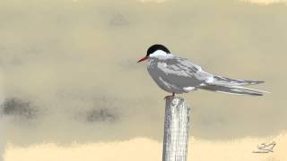 Küstenseeschwalbe  Arctic tern  Kría  Sterna paradisaea [upl. by Garlanda]