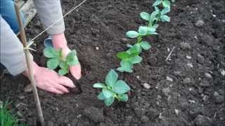 How to Grow Broad Beans [upl. by Caterina]