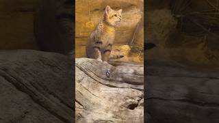 Arabian Sand Cat  arabian sand cat brookfield zoo chicago illinois usa africa asia wild [upl. by Angelita]