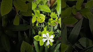 Cape jasmine bunga cina berlapis flowers [upl. by Ahsemot611]