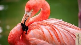 Convoi exceptionnel… Les Flamants reviennent au ZOO [upl. by Brenda694]